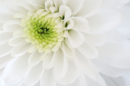 Chrysanthemum