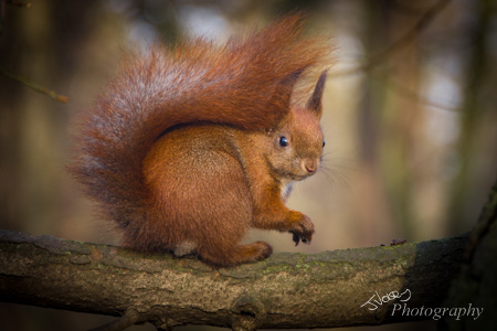 Red Sqirrel