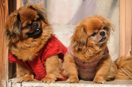 Pekingese Pair