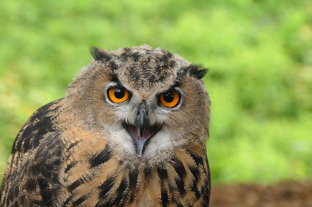 Brown (Tawny Owl)