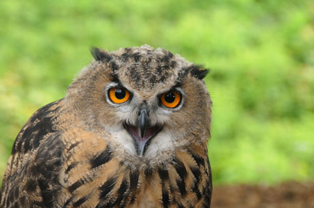 Brown (Tawny Owl)